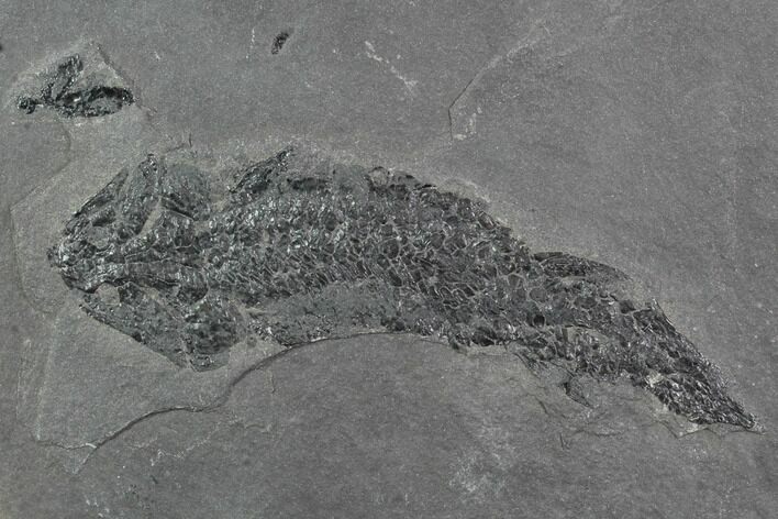 Devonian Lobed-Fin Fish (Osteolepis) - Scotland #98043
